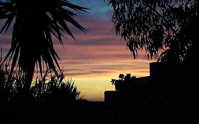 Maxija - Palm * Għarb